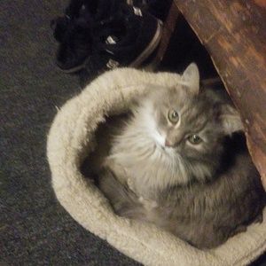 Meet your Posher, Loren